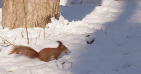 A forest squirrel jumps on the snow holding a nut in its teeth. 動画素材 296024293