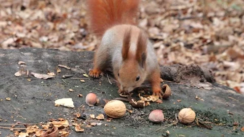 A forest squirrel picks up cookies and nuts from a tree stump. Stock-Footage 231762998