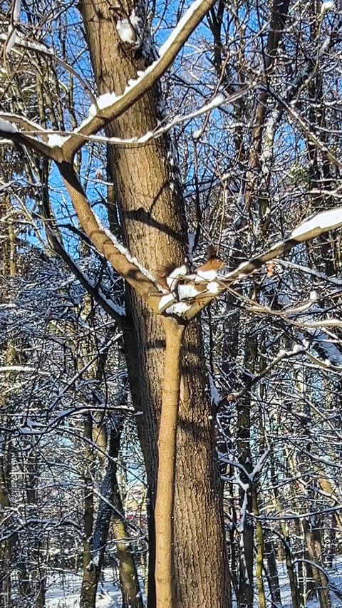 A forest squirrel run along the bark of a tree trunk in winter. Vertical video. Video stock 297060578