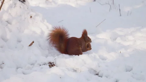 A forest squirrel sits on the snow and eats a nut in winter. Stock Footage 296042387