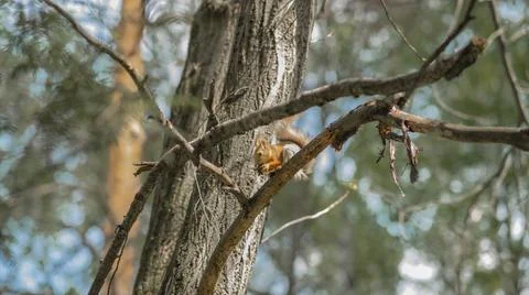 Forest squirrel sits on a tree and eats a nut in a city park Stock Photos