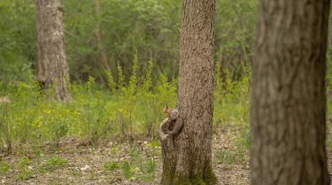 Forest squirrel sits on a tree and eats a nut in a city park Stock Photos