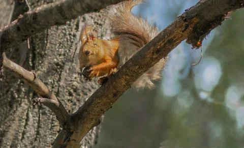 Forest squirrel sits on a tree and eats a nut in a city park Stock Photos