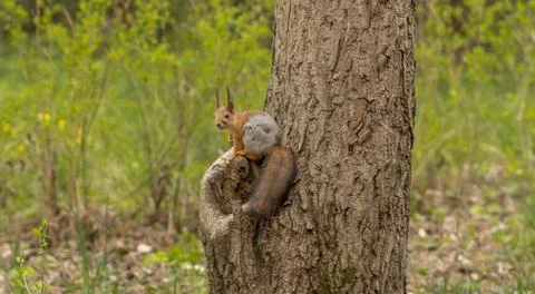 Forest squirrel sits on a tree and eats a nut in a city park Stock Photos