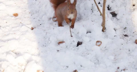 A forest squirrel sits on the trunk of a tree covered with snow in winter.	 Video stock 296025684