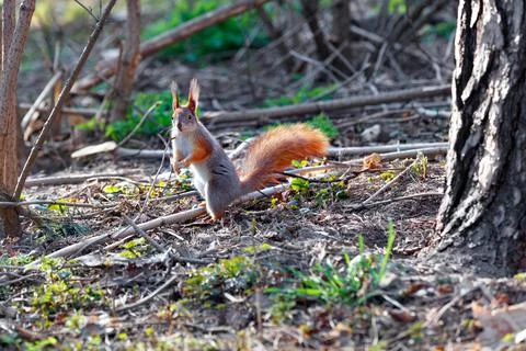 The forest squirrel stands on its hind legs, illuminated by the spring sunbea Stock Photos