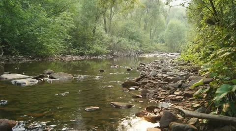 Forest Сreek Landscape 06 (static) Stock Footage 11613210