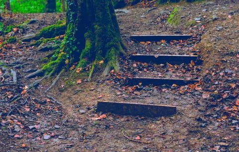 Forest Stair Foto stock