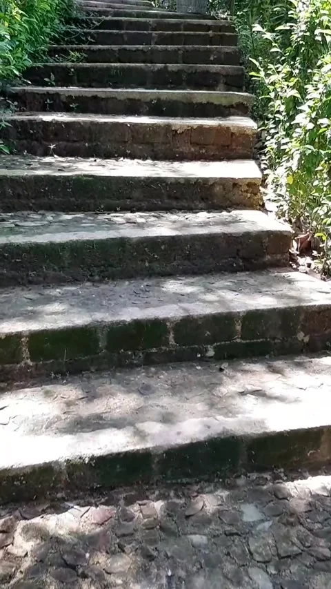 Forest stairs Stock Footage 184586006