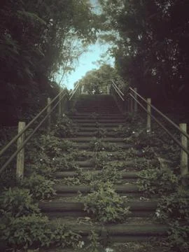 Forest Stairs 스톡 사진
