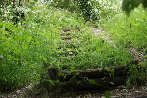 Forest stairway Stock Photos