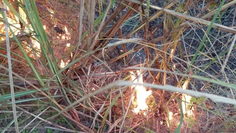 The forest started to burn.  and began to spread and expand Stock-Footage 257084043