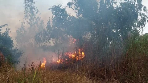 The forest started to burn.  and began to spread the Queen's horde, covering eve Stock Footage 257337767