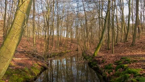 Forest static scenery -4k Stock Footage 157030086