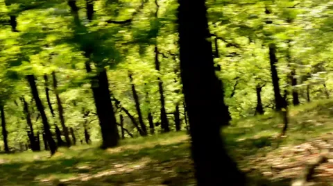 Forest - steadicam flying in forest Stock-Footage 37556252