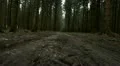 forest steadicam HD Footage