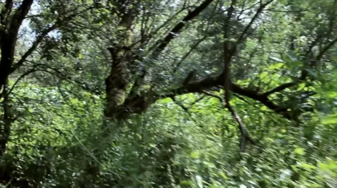 Forest, Steadicam shot Stock Footage 39907696