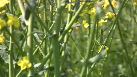 Forest stems from canola Stock Footage 106457150