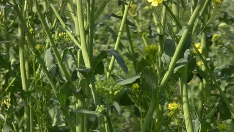 Forest stems from canola Stockbeeldmateriaal 106457161