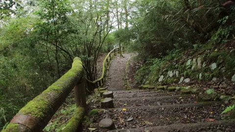 Forest Steps with Moss Covered Rail on Woodland Path in Hakone Japan Stock Footage 321132745