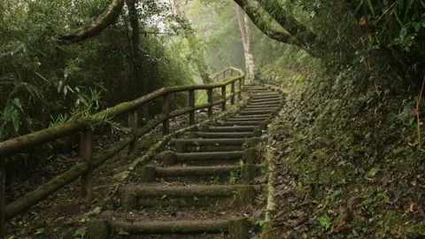 Forest Steps with Moss Covered Rail Leading Uphill in Hakone Japan Stock Footage 321133117