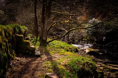 Forest Steps Stock Photos