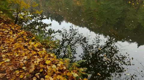 Forest still in Autumn at a river, falling leave causes waves in the water. Video stock 67720941