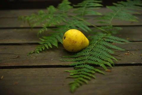 Forest Still Life. Stock-Fotos