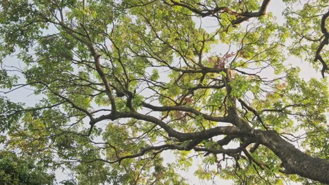 Forest Stillness: Low Angle View of Ancient Trees with Birds Hopping(ProRes 422) Stock Footage 321199482