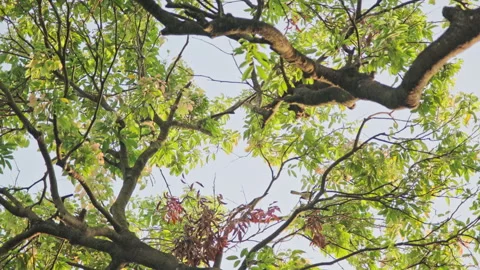 Forest Stillness: Low Angle View of Ancient Trees with Birds Hopping(ProRes 422) Stock Footage 321199850