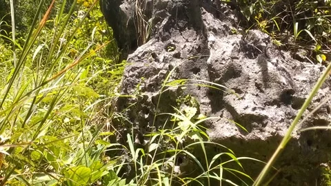 Forest stone Stock Footage 330274082