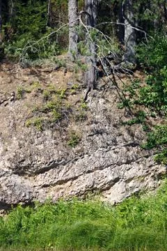 Forest on stone mountain slope Stock Photos