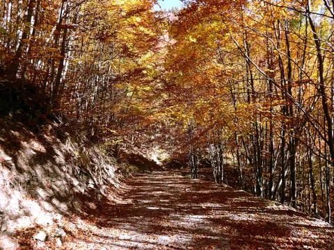 Forest stone path Stock Photos