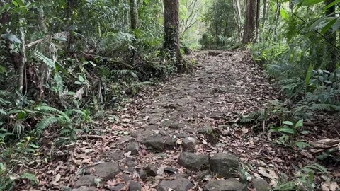 Forest Stone Path, Walking Through Lush Jungle, POV Tracking Shot Stock-Footage 324789284