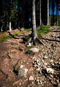 Forest with stone pavement Stock Photos