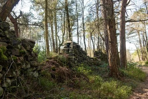 A forest with a stone wall in the background Foto stock