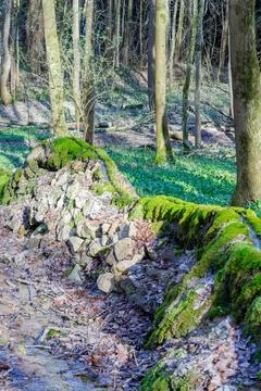 Forest stone wall covered in bright green moss during spring Stock Photos