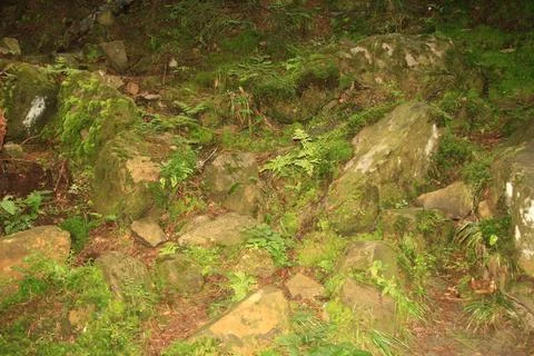 Forest stones Stock Photos