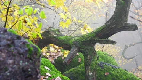 Forest stony environment. Trees surrounded by moss and fallen leaves Stock Footage 146388503