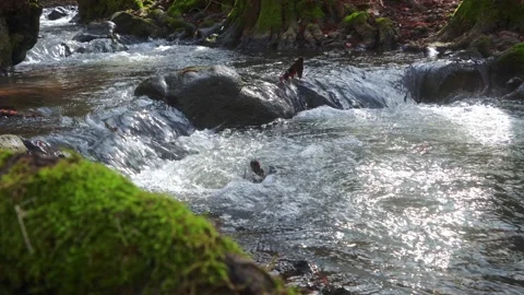 Forest stony stream surrounded by trees 스톡 동영상 270773320
