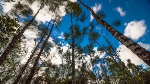 Forest on stormy day timelapse Stock Footage 76588092