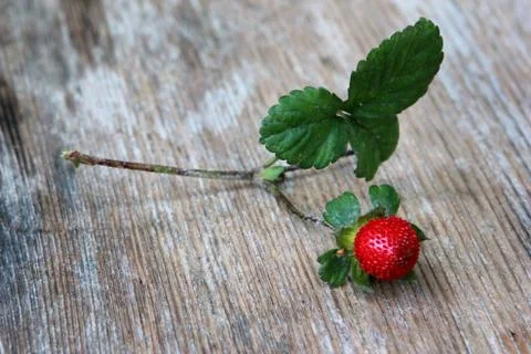 Forest strawberries Stock Photos