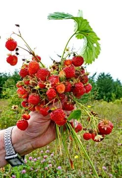 Forest strawberries Stock Photos