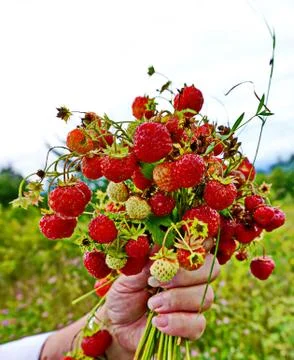 Forest strawberries Stock Photos