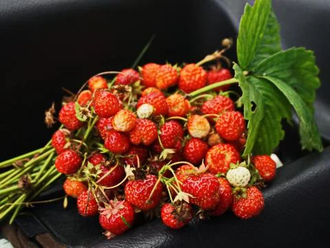Forest strawberries Stock Photos