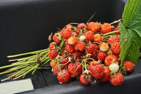Forest strawberries Stock Photos