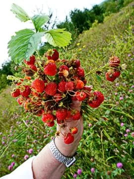 Forest strawberries Stock Photos
