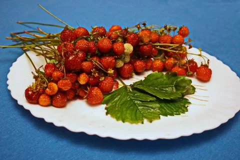 Forest strawberries Stock Photos