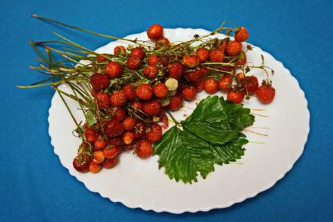 Forest strawberries Stock Photos