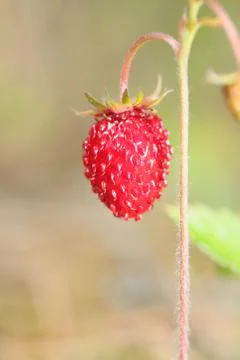 Forest strawberry closeup Stock Photos